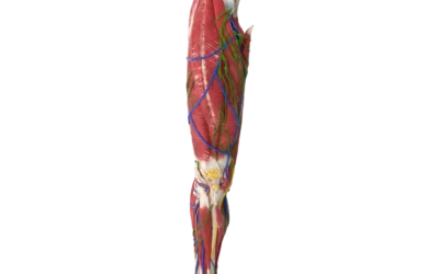 Top Four Causes of Knee Pain